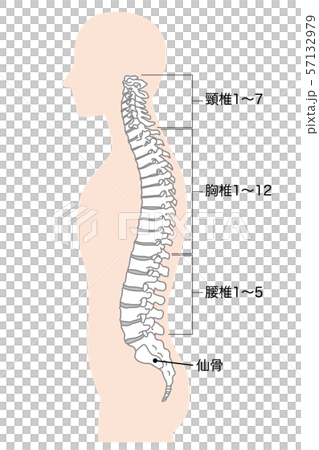 頸椎　胸椎　腰椎　仙骨　ボディ 57132979
