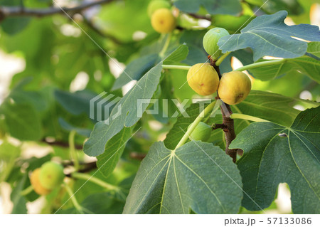 Fruits of ripe yellow figs on a young light green Fruits of ripe yellow figs on a young light green 57133086