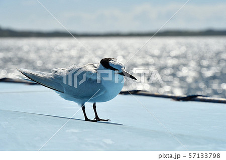 船のテントで休憩するエリグロアジサシ Black-naped tern 襟黒鯵刺 1羽 一羽 船のテントで休憩するエリグロアジサシ Black-naped tern 襟黒鯵刺 1羽 一羽 57133798