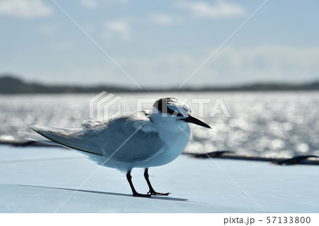 船のテントで休憩するエリグロアジサシ Black-naped tern 襟黒鯵刺 1羽 一羽 船のテントで休憩するエリグロアジサシ Black-naped tern 襟黒鯵刺 1羽 一羽 57133800