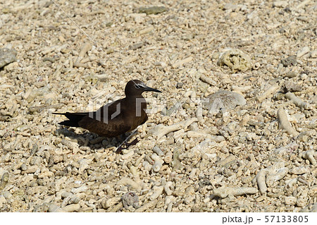 クロアジサシの若鳥　幼鳥　一羽　1羽　Brown Noddy　黒鯵刺 57133805