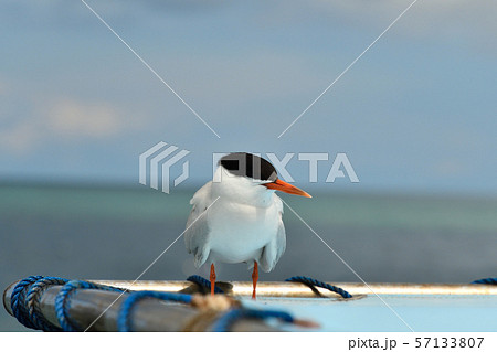 船のテントで休憩するベニアジサシ　Roseate Tern　1羽 57133807