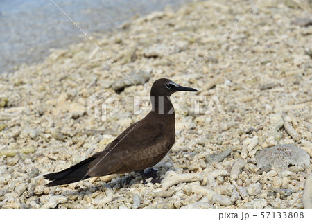 クロアジサシの若鳥 幼鳥 一羽 1羽 Brown Noddy 黒鯵刺 クロアジサシの若鳥 幼鳥 一羽 1羽 Brown Noddy 黒鯵刺 57133808
