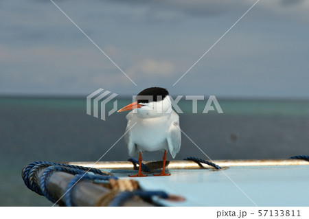 船のテントで休憩するベニアジサシ　Roseate Tern　1羽 57133811