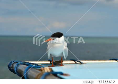 船のテントで休憩するベニアジサシ　Roseate Tern　1羽 57133812