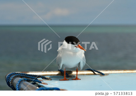 船のテントで休憩するベニアジサシ Roseate Tern 1羽 船のテントで休憩するベニアジサシ Roseate Tern 1羽 57133813