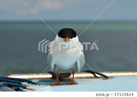 船のテントで休憩するベニアジサシ Roseate Tern 1羽 船のテントで休憩するベニアジサシ Roseate Tern 1羽 57133814