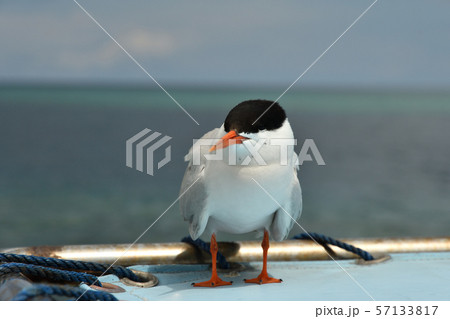 船のテントで休憩するベニアジサシ Roseate Tern 1羽 船のテントで休憩するベニアジサシ Roseate Tern 1羽 57133817