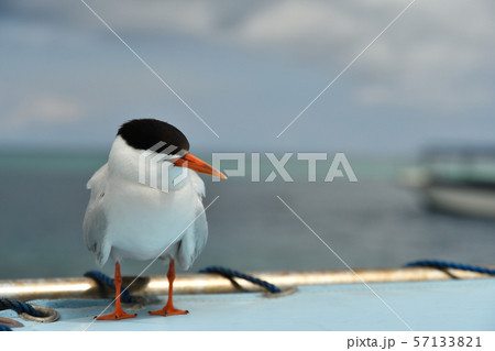 船のテントで休憩するベニアジサシ Roseate Tern 1羽 船のテントで休憩するベニアジサシ Roseate Tern 1羽 57133821