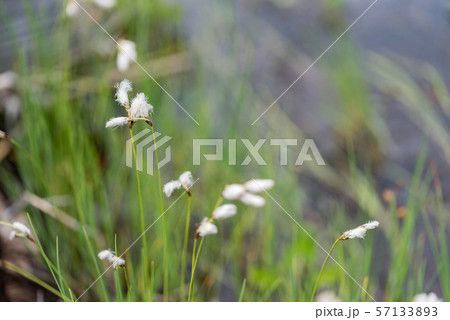 サギスゲの穂 サギスゲの穂 57133893