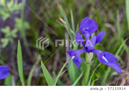 カキツバタ カキツバタ 57133914