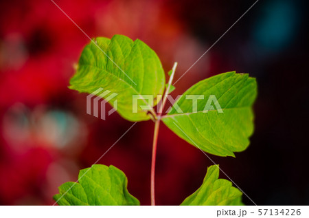 Fall red leafs climb a multi stored building fasade, omitting windows. Seasonal Autumn background 57134226