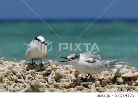 親にエサをねだるエリグロアジサシの幼鳥 Black-naped tern 若鳥 親子 襟黒鯵刺 親にエサをねだるエリグロアジサシの幼鳥 Black-naped tern 若鳥 親子 襟黒鯵刺 57134275