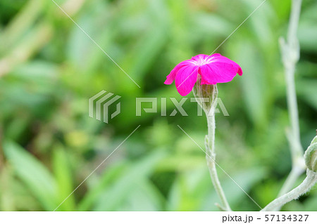 すいせんのう 57134327