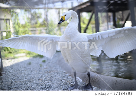 アピールしてる白鳥 57134393