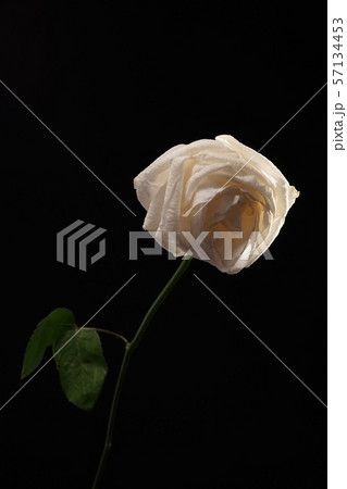 白 バラ 薔薇 ばら 一輪 黒バック 黒背景 マクロ 接写 枯れた 枯れている 枯れる しおれたの写真素材