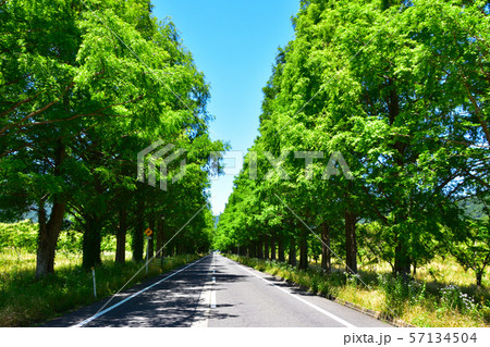 新緑 マキノ町 メタセコイア並木 新緑 マキノ町 メタセコイア並木 57134504