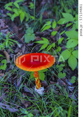 タマゴタケ 57134661