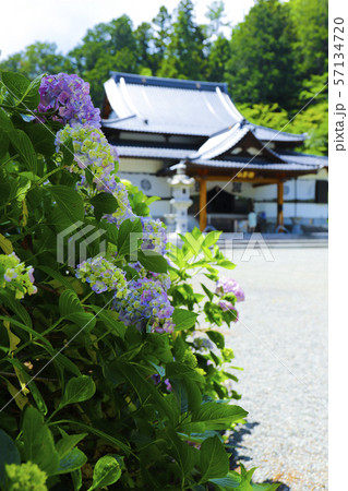 【山梨県】小室山妙法寺本堂とあじさいの花 【山梨県】小室山妙法寺本堂とあじさいの花 57134720