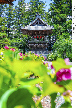 【山梨県】小室山妙法寺鐘楼とあじさいの花 57134726