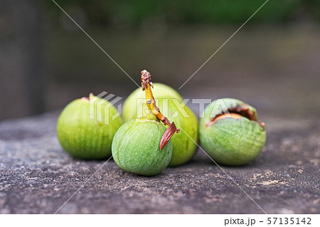 カヤの実 57135142