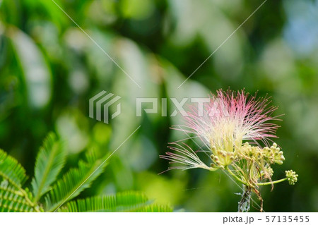 ネムノキの花 57135455