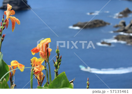 南伊豆 カンナ越しのあいあい岬 南伊豆 カンナ越しのあいあい岬 57135461