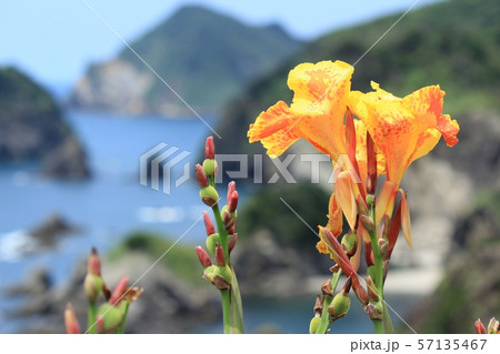 南伊豆　カンナ越しのあいあい岬 57135467