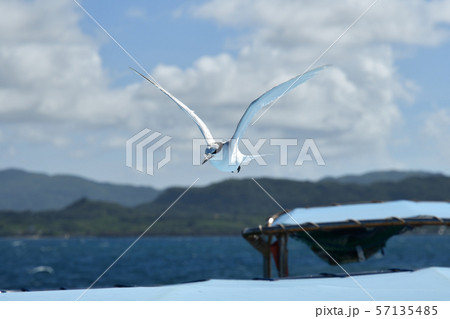 気持ち良さそうに飛ぶエリグロアジサシ Black-naped tern 飛翔 ホバリング 気持ち良さそうに飛ぶエリグロアジサシ Black-naped tern 飛翔 ホバリング 57135485