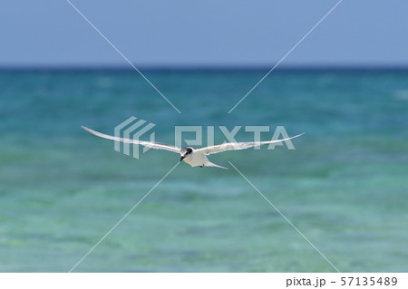 気持ち良さそうに飛ぶエリグロアジサシ　Black-naped tern 　飛翔　ホバリング 57135489