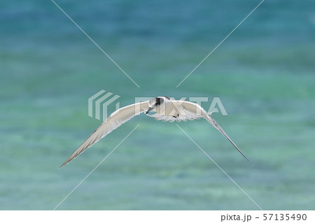 気持ち良さそうに飛ぶエリグロアジサシ　Black-naped tern 　飛翔　ホバリング 57135490