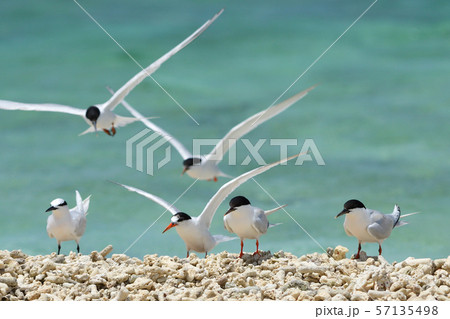 気持ち良さそうに飛ぶベニアジサシ　Roseate Tern 飛翔　夏鳥　海鳥　渡り鳥　ホバリング 57135498