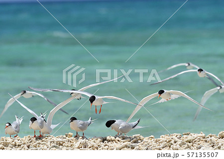 気持ち良さそうに飛ぶベニアジサシ Roseate Tern 飛翔 夏鳥 海鳥 渡り鳥 ホバリングの写真素材