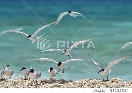 気持ち良さそうに飛ぶベニアジサシ　Roseate Tern 飛翔　夏鳥　海鳥　渡り鳥　ホバリング 57135514