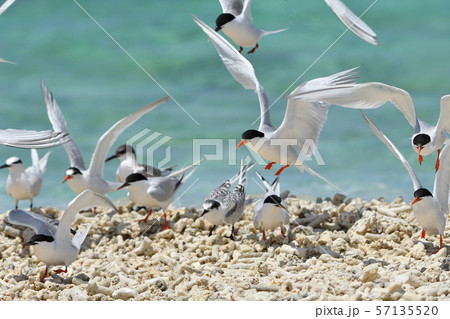 気持ち良さそうに飛ぶベニアジサシ Roseate Tern 飛翔 夏鳥 海鳥 渡り鳥 ホバリング 気持ち良さそうに飛ぶベニアジサシ Roseate Tern 飛翔 夏鳥 海鳥 渡り鳥 ホバリング 57135520