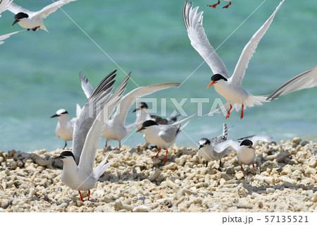 気持ち良さそうに飛ぶベニアジサシ Roseate Tern 飛翔 夏鳥 海鳥 渡り鳥 ホバリング 気持ち良さそうに飛ぶベニアジサシ Roseate Tern 飛翔 夏鳥 海鳥 渡り鳥 ホバリング 57135521