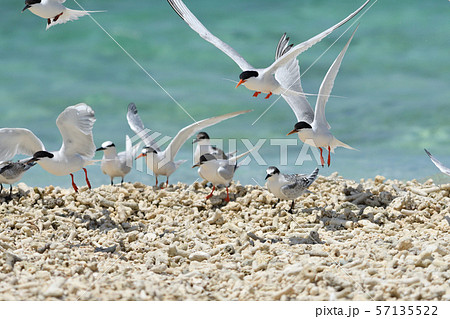気持ち良さそうに飛ぶベニアジサシ　Roseate Tern 飛翔　夏鳥　海鳥　渡り鳥　ホバリング 57135522