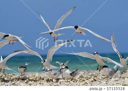 気持ち良さそうに飛ぶベニアジサシ Roseate Tern 飛翔 夏鳥 海鳥 渡り鳥 ホバリングの写真素材