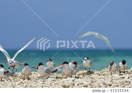 ベニアジサシ　Black-naped tern 　エリグロアジサシ　Roseate Tern 　 57135534
