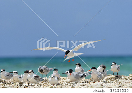 気持ち良さそうに飛ぶベニアジサシ　Roseate Tern 飛翔　夏鳥　海鳥　渡り鳥　ホバリング 57135536