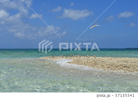 ベニアジサシ　Black-naped tern 　エリグロアジサシ　Roseate Tern 　 57135541