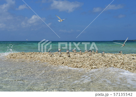 ベニアジサシ Black-naped tern エリグロアジサシ Roseate Tern ベニアジサシ Black-naped tern エリグロアジサシ Roseate Tern 57135542