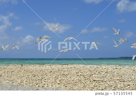 気持ち良さそうに飛ぶベニアジサシ　Roseate Tern 飛翔　夏鳥　海鳥　渡り鳥　ホバリング 57135545