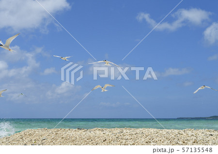 気持ち良さそうに飛ぶベニアジサシ　Roseate Tern 飛翔　夏鳥　海鳥　渡り鳥　ホバリング 57135548