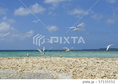気持ち良さそうに飛ぶベニアジサシ　Roseate Tern 飛翔　夏鳥　海鳥　渡り鳥　ホバリング 57135552