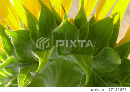 beautiful yellow Sunflower beautiful yellow Sunflower 57135876