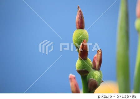 南伊豆 あいあい岬のカンナ 南伊豆 あいあい岬のカンナ 57136798