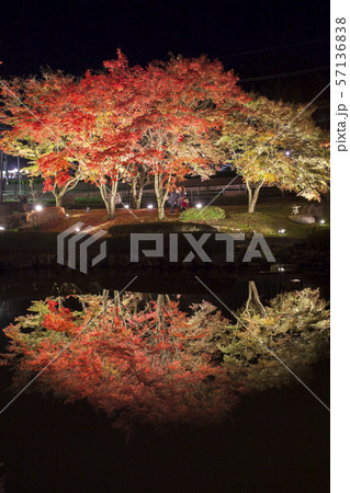 岐阜県土岐市 曽木公園の紅葉のライトアップの写真素材