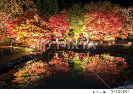 岐阜県土岐市 曽木公園の紅葉のライトアップの写真素材