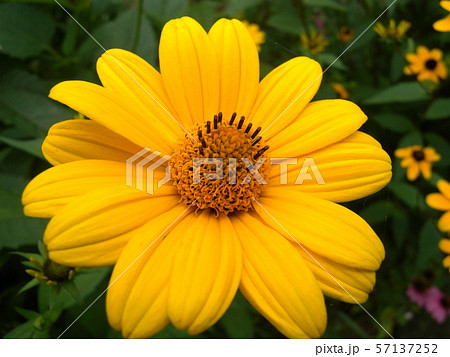 コヒマワリ コヒマワリ 57137252